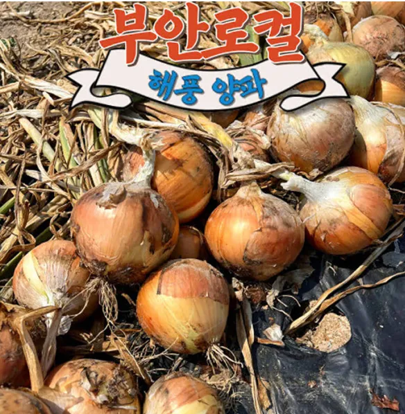 햇양파 3kg (중대혼합) 홈페이지/장소 지마켓 가격 가격: 2,600원 배송비 배송비: 무료 작성자 닉네임 UNLIMITED 등록일자 2분 전 추천수 0